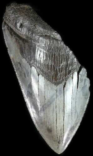 Partial, Serrated, Fossil Megalodon Tooth #49495